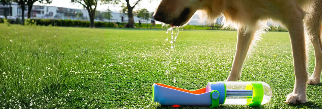Dog Hydration Tips: How to Keep Your Pup Hydrated on the Go