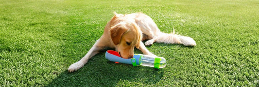 Why We Created the Lil Gulp Dog Bottle