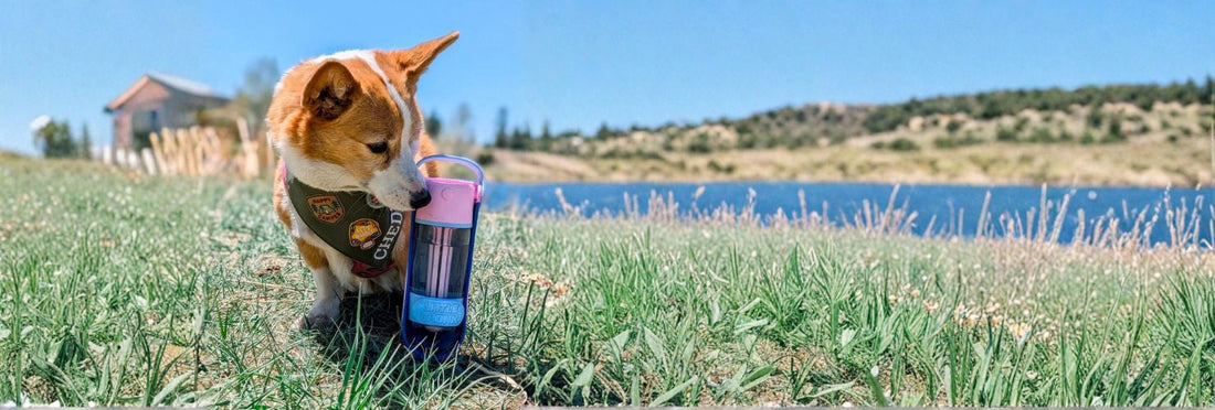 Top Dog Travel Accessories for 2025 | Must-Have Gear for Every Pup