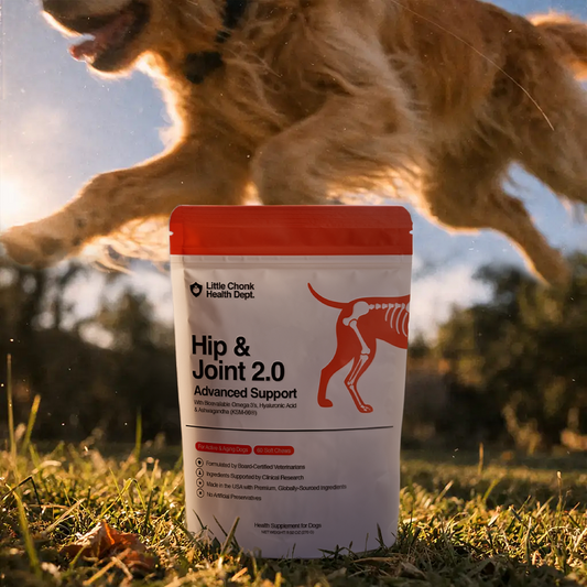 When Should You Start a Dog Joint Supplement? A Vet Explains