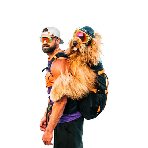 A fluffy golden dog wearing a black and orange brodie one backpack with goggles on its head