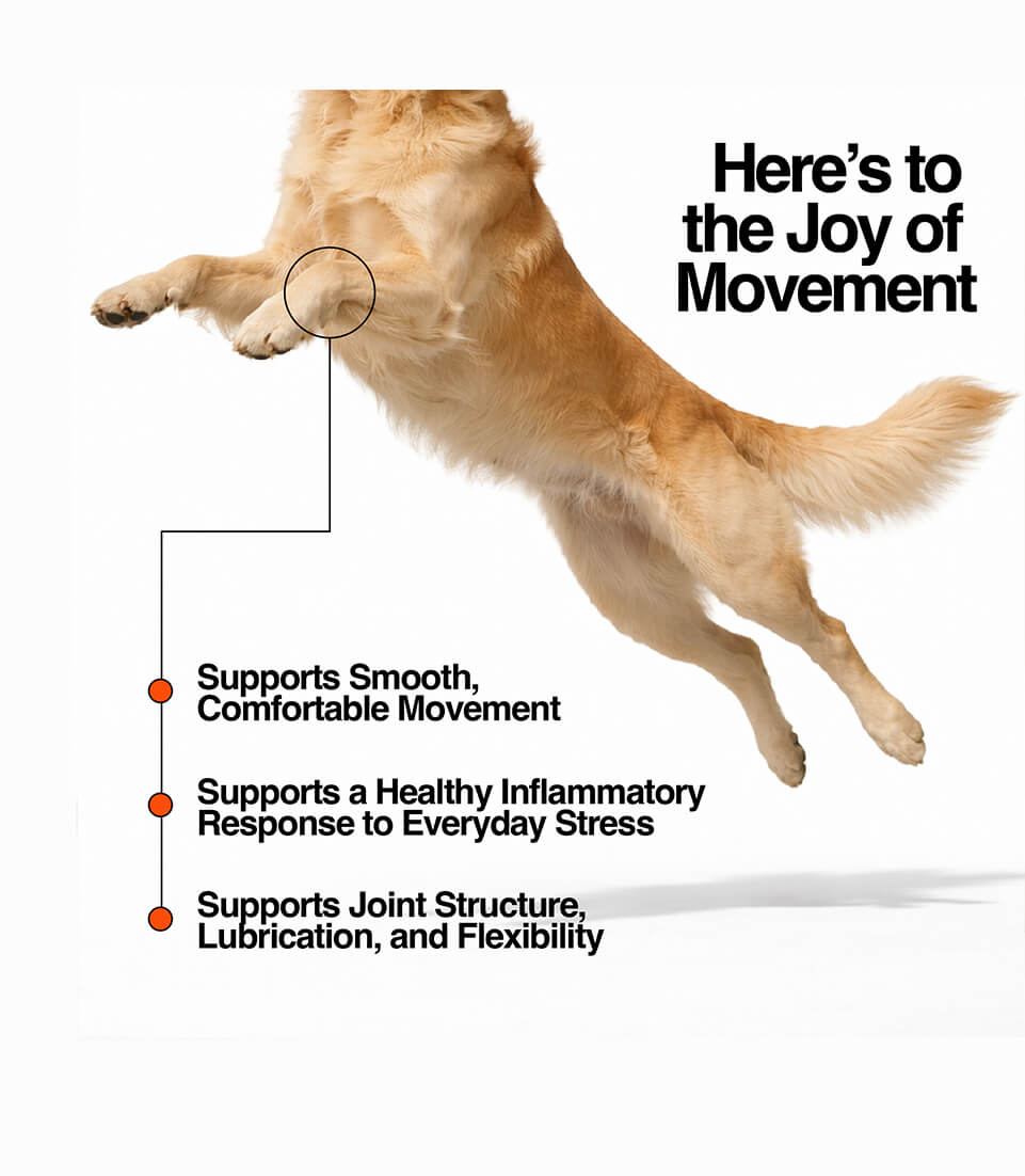 Dog Hip & Joint Chews Veterinary-Formulated Mobility Little Chonk Dog Hip & Joint Chews Veterinary-Formulated Mobility Little Chonk